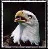bfteagle's Avatar